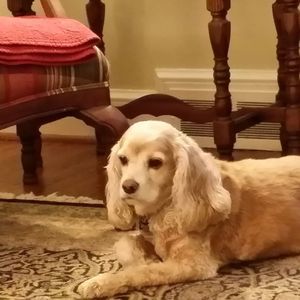 Meet your Posher, Vee